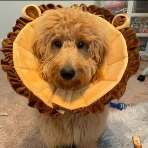 Lion puppy cone or costume